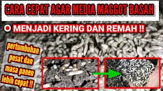 Download lagu CARA CEPAT !! Agar Media Maggot BASAH MENJADI REMAH