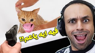 قصة قطة | Cat Story !! 🐈😻