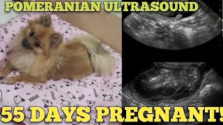 PREGNANT POMERANIAN ULTRASOUND by PROLIKEGIRL 1,024 views 3 years ago 11 minutes, 3 seconds