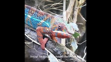 Why Chameleons Are Nature’s Color Changing Ninjas | #wildlife #fyp | #chameleon #youtubeshorts