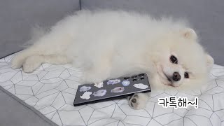 강아지가 카톡을 할 수 있다면? 드디어 내 작고 사랑스런 루퐁이 이모티콘 3탄이 나왔어요!