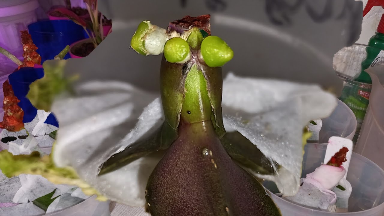 Алоэ Убило ОРХИДЕИ😢 СПАСЁТ ОСТАТКИ ЛИМОН 🍋 РЕАНИМАЦИЯ ПРОДОЛЖАЕТСЯ