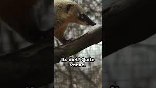 Meet the South American Coati: Nature's Curious Explorer