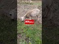 عطونا رأيكم واش نبيع ولا نطلب كتر حولي العيد الغلا