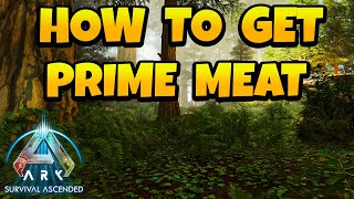 How to Get Prime Meat in ARK Survival Ascended