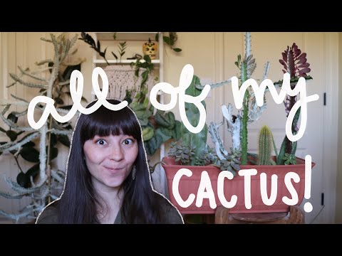 MY ENTIRE CACTUS COLLECTION | Cactus, Euphorbia, Jungle Cactus, & Succulents