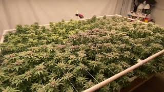 West Coast Croppers - Wk 8 Ramjam & Blue Cherry Pie in a Hydrobucket RDWC under Master Bloom 6 Red