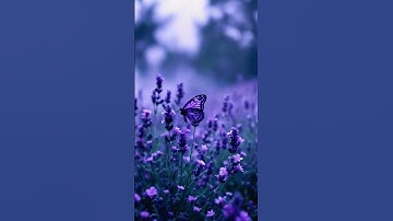 Allahu Akbar #egzonibrahimi #surahkawthar #سورة_الكوثر #travel #lifeisbutadream #allahuakbar #duet