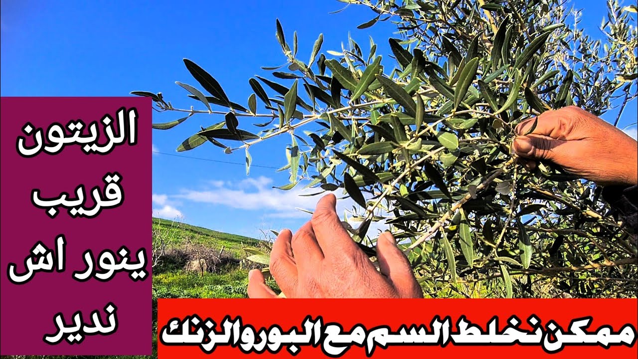 الرشة الذهبية قبل الإزهار… هد الطريقة تزيد الغلة وتضمن صحة الزيتون!