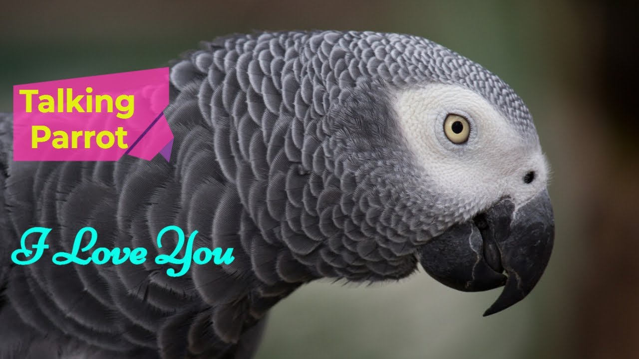 How Many Words Can a Parrot Learn? Unlocking Avian Intelligence