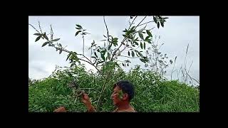 spot baru,mantap burung punai nya bro