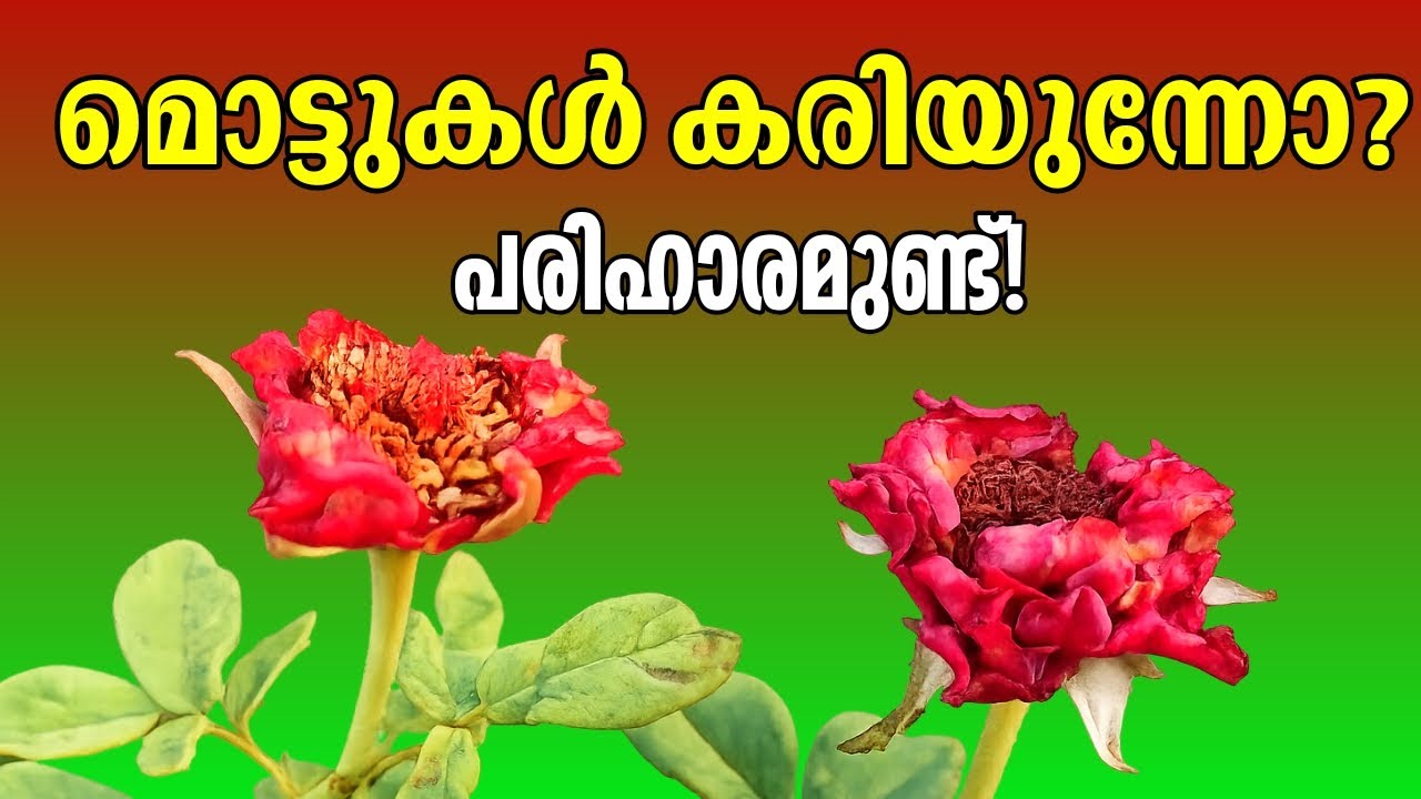 റോസിന്റെ മൊട്ടുകരിയൽ മാറാൻ Insecticide കൂടെ ഇതു കൂടി ചേർത്താൽ ഇരട്ടി ഫലം|Aashi Home Gardening