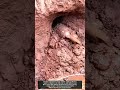 진흙 속 파이프 매설 성공 현장 #worker #workers