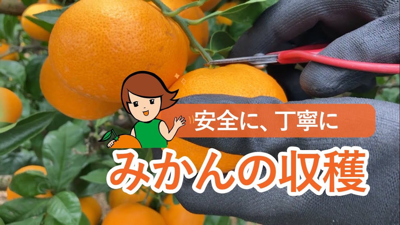 News&Topics｜【募集】三ヶ日みかんの収穫作業 | JAみっかびアグリ