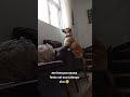 #pets #adora# criança #🤩🤣