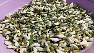 两分钟教你农村纯天然野菜槐树花的鲜美做法，出锅鲜美无比，下饭