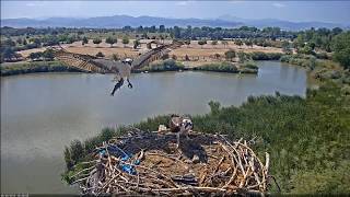 Mom and Dad osprey after kids migrated - Boulder County Fairgrounds osprey nest cam (26.Aug.2019)