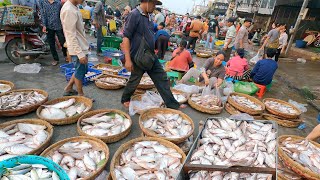 Amazing Fish Market Trading Site - Huge Fish Market Distribution Only in Cambodia - Fish Market