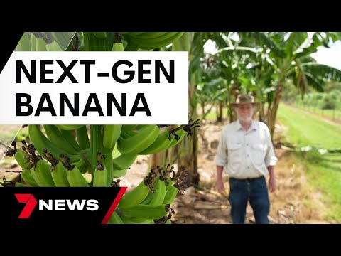World-first genetically modified banana approved for human consumption | 7 News Australia