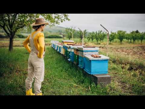 ІІ у хобі: Коли алгоритми радять бджільництво