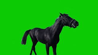 Real Wild Horse Run Slow Motion Reaction Green Screen [Free Download]