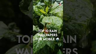 Top 10 Rain Wallpapers for Mobile 🌧️ | WallGlide #shorts #rain #wallpaper #4k #hd #like #subscribe