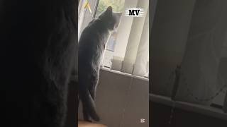 This Cats Mood Changed After One Look Out the Window 😹