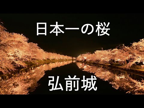 【弘前さくらまつり】弘前城の桜の見所 夜桜30分耐久【青森県弘前市】4K60P