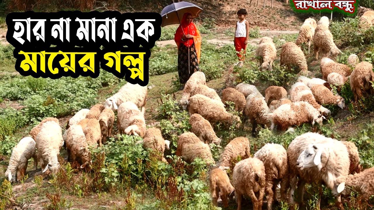 জীবন যুদ্ধে ঘাত প্রতি ঘাত পেরিয়ে দেশি ভেড়া পালনে সফল মায়ের করুন গল্প | Dashe Vara Palon