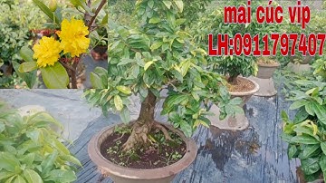 (17/4)♥️mai cúc vip cây 4 mùa, cây đẹp,hoa đẹp, phát triển mạnh,LH:0911797407