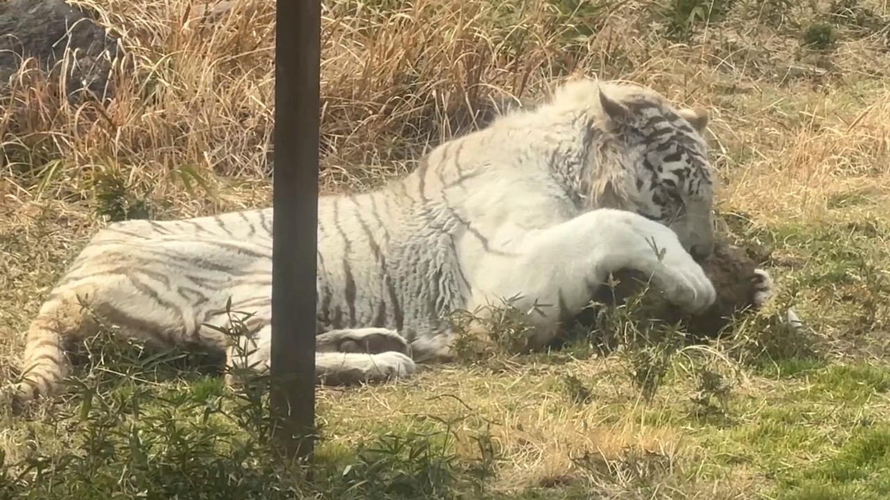 番外編 珍しく じいじが木で遊んでました【番外編】【アニマルキングダム】ホワイトタイガー