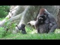 Baby Gorilla - Bronx Zoo - 6/30/2014