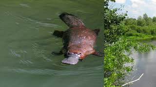 Platypus | All About Animals | The Friday Zone | WTIU | PBS