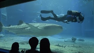 記念メダル260703L32○海遊館20周年 ジンベエザメ 海遊館 記念メダル