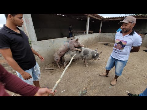 Vídeo: Porco Real