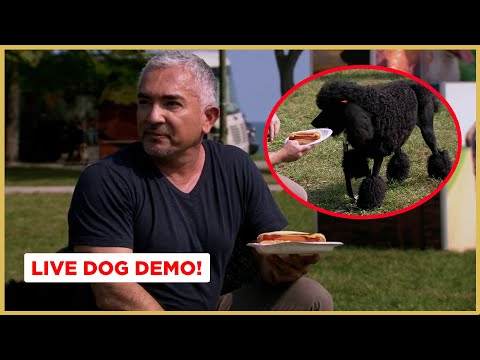 Video: Ask A Dog Trainer - Bagaimana Cara Membuat Anjing Saya Berhenti Menyerang Vakum?