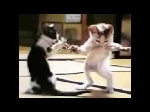 ميوزكي قعداله علي السلم ليه روووووعه اوعي يفوتك