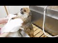 【トリマーが教える】犬のシャンプーから乾かすまでの仕方【ポメラニアン】
