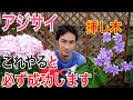 【アジサイ】増やし方、挿し木のやり方を実践で解説します。挿し木から植え替えまですべての流れがわかります。