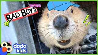 This WILD Animal Builds Dams In The House...Good Thing He's So Cute! | Bad Boys | Dodo Kids