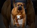 xl bulldog version 🐕☠️ #pitbull #bulldog #trending #viral #trollface #americanbully