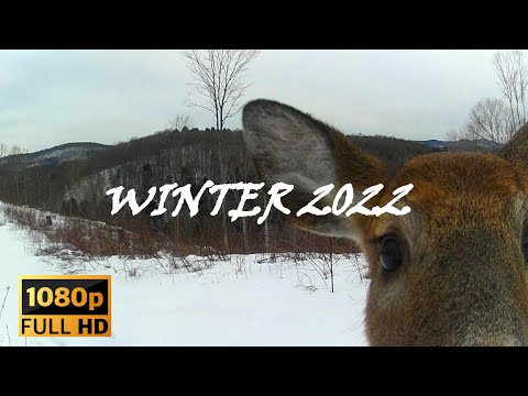 Deer Invasion! Whitetail Paradise! They are everywhere! Trail Camera Animal Compilation #vermont