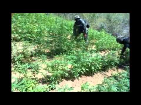Grupo exterminador temporada en la sierra