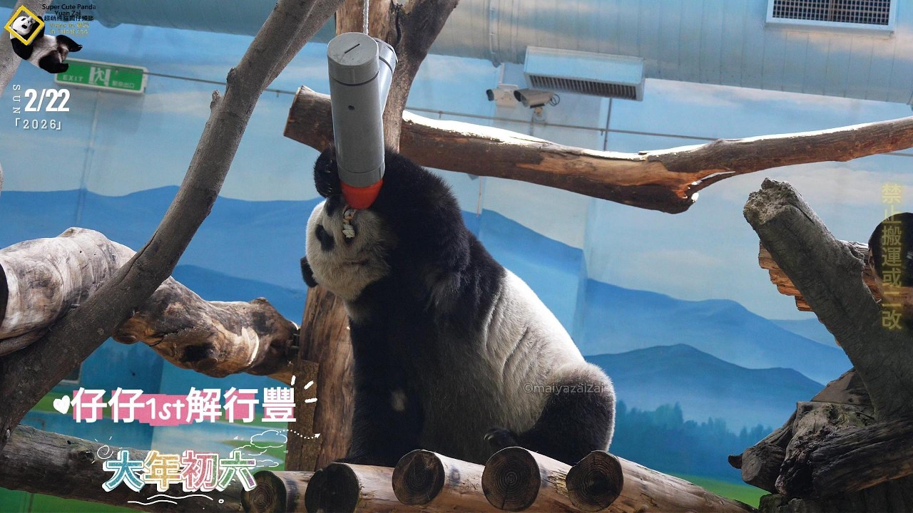 20260222 圓仔行豐三放三玩，第一次經過思考暫先棄賽，第二次不想玩，第三次才解玩成功 The Giant Panda Yuan Zai