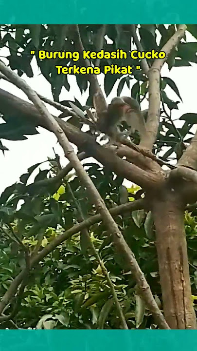 Kedasih Cucko Kena Pikat |Kholiqperkutut #shortsfeed #shorts #shortvideo#cuco #cuckoo #burungkedasih