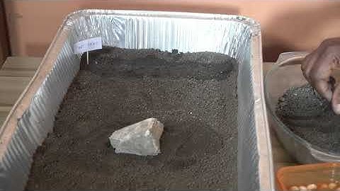 Experiment to show how plants drink - Montessori Botany