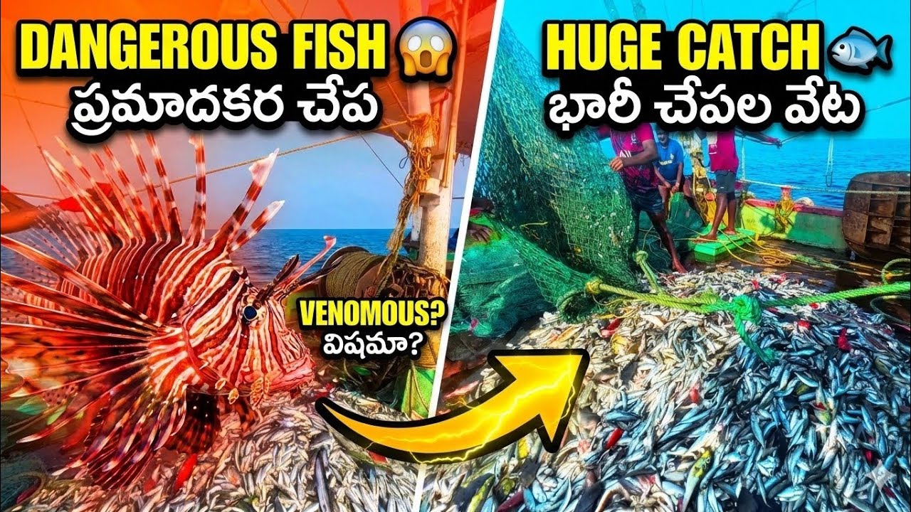 This Fish Can Kill 😱 | Huge Catch in Deep Sea | Lionfish Venomous?