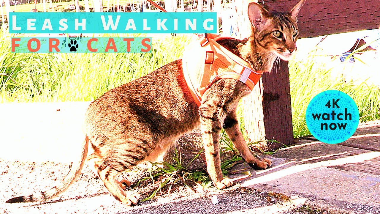 Daisy's Diary: #24 How to Walk Your Cat on a Leash, Harness & Leash ...