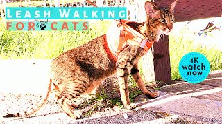 Daisy's Diary: #24 How to Walk Your Cat on a Leash, Harness & Leash Train/Walk Cat, Compilation, 4K
