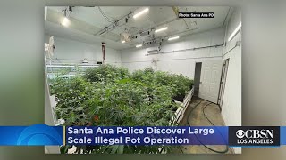 Santa Ana Police Discover Large-Scale Illegal Pot Operation